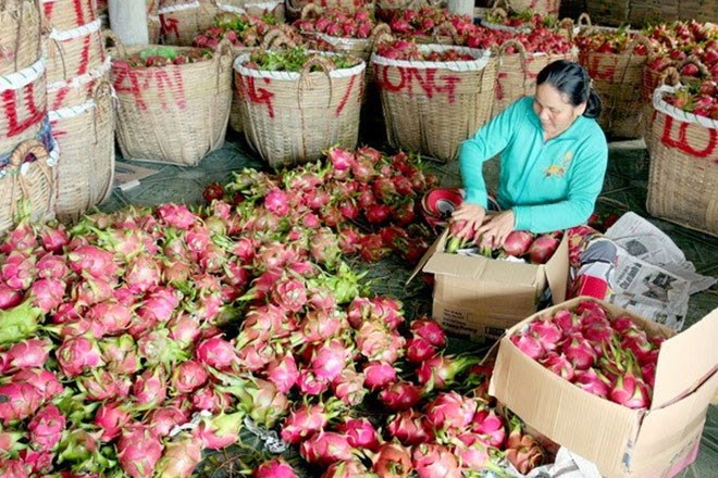 Tiền Giang: Trái thanh long tăng giá trở lại