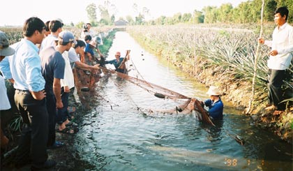 Nuôi thủy sản trên vùng đất phèn